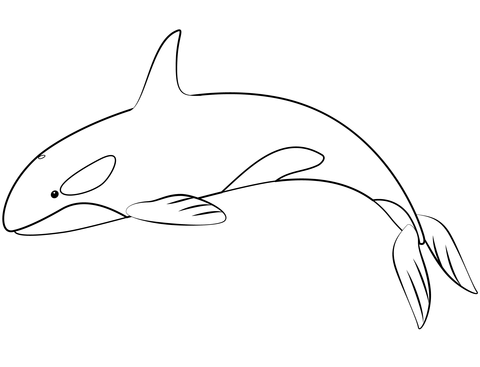 Orca Whale Coloring Page